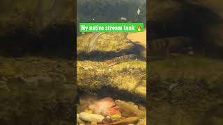 My native STREAM TANK with darters 🔥 #darterfish #nativefish #streamtank