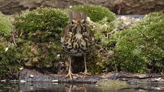 Song thrush (Turdus philomelos)