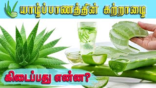 யாழ்ப்பாணத்தில் கற்றாழை | Aloe vera | Arokiyamaka Vala