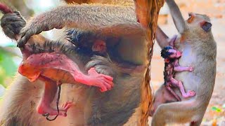 OMG....Best struggling...! The new mother monkey climbimg with little baby almost dr0pping him