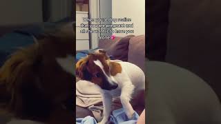 Dog Barks at Pregnant Owner's Belly - 1402443