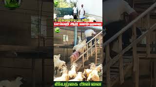 செம்மறி ஆடுகள் வளர்ப்பு | குறுகிய காலத்தில் சிறந்த வருமானம் | Iyarkai Annai #shorts