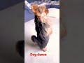 Dog dance #shorts