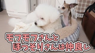 仲良しなモフモフさんとほっそりさん 🐶ひみつきちなう！③🐶 (ビションフリーゼ ミックス犬 柴犬 ミニチュアダックス ミニチュアシュナウザー) 2019年11月11日