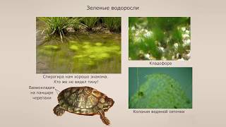 Отдел Зеленые водоросли