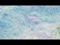 elephants spotted eating during our off road trek in nelliampathi viral kerala viral elephant