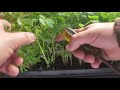 how to grow tomatoes part 2 transplanting seedlings