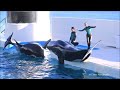 2024年1月11日ラビー27歳おめでとう 鴨川シーワールド シャチショー kamogawaseaworld orca killerwhale