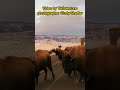 bison herd leaves yellowstone s roosevelt arch