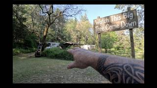 Removing Big Dead Oak Tree In Record Time