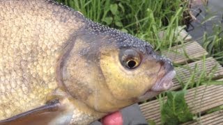 Specimen Feeder Fishing For Bream