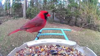 Bird Feeder Camera — January 2025 Compilation