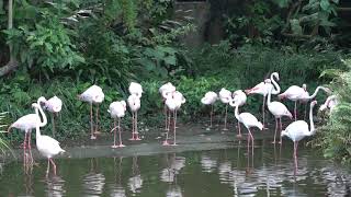 20201001 台北動物園 大紅鶴 オオフラミンゴ Greater Flamingo