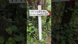 世界遺産の島「徳之島」で南国を満喫しよう！【鹿児島・徳之島】【まっぷる🍎編集部員の推し旅！】#shorts#おすすめ#旅行#観光#鹿児島#徳之島#世界遺産#地域の推しを全力応援