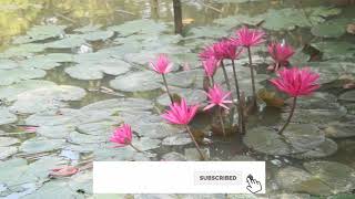 বাঙালি ঐতিহ্য ফুল লাল শাপলা এখন পুকুরে, National flower is now in the pond