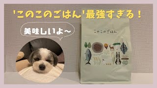 'このこのごはん'ってぶっちゃけどうなの？【ドックフード】【チワマル】【ミックス犬】#09