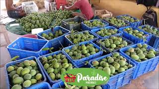 Devgad Hapus Mangoes from Trees to Boxing