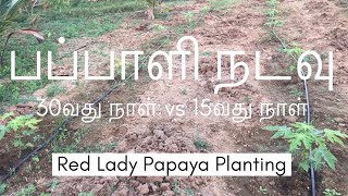 பப்பாளி நடவு | Red Lady Papaya Planting | 30வது நாள் vs 15வது நாள்|இயற்கை விவசாயம்| #farmlife#papaya