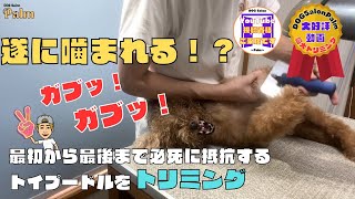 高齢噛み犬をトリミング！！前脚が特に苦手な14歳のトイプードル