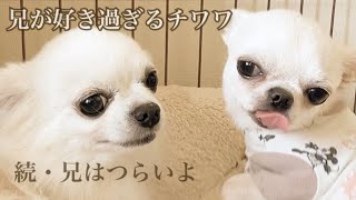 続・兄はつらいよ~兄が好きすぎる弟をもったチワワの苦悩Chihuahua's anguish with a younger brother who likes his brother too much