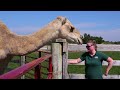 what happens when you feed cj the camel a pumpkin