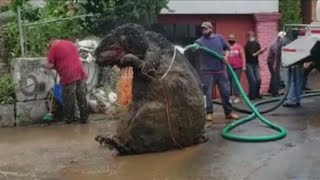 'Giant Rat' found in sewer drain