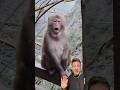 Wild Monkeys in Florida