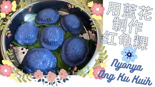 Traditional Ang Ku Kuih | 娘惹傳統糕點“藍龜粿”| 採用藍花調色 | 里面卸料有紅豆，綠豆，豆沙 | 传统红龟粿 | Ang Ku Kueh | 红龟粿 |天然色素