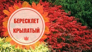 Декоративные кустарники 🌟 Бересклет крылатый 🌟 Обзор растения от эксперта HItsadTV