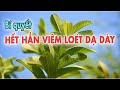 Hé Lộ Bí quyết Hết hẳn VIÊM LOÉT DẠ DÀY Từ LÁ ỔI |Sức Khoẻ Việt 247