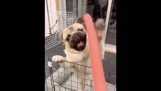 [パグ]大暴れ💨 大好きな遊び #ダンス #dance #shorts #パグ #pug