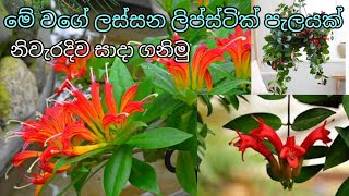 lipstick plant care | How to potting lipstick plant | potting media and fertilizer