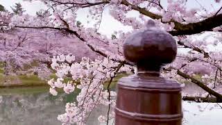 [4K] 2021年弘前城「桜のトンネル」