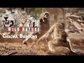 The Chacma Baboon  | WILD NATURE