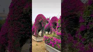 Wow! Beautiful animals flowers garden (26/4)