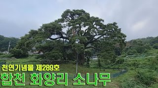 합천 화양리 소나무 천연기념물 제 289호 보호수. 가볼곳 추천 여행지 경남 합천.