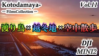 【DJI Mini2】 Vol 11　渡り鳥×越冬地×空中散歩 ～Kotodamaya Films Collection〜