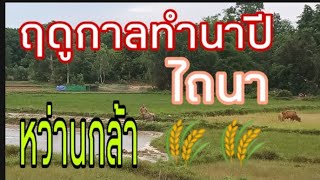 #ฤดูกาลทำนาปี #วิถีชีวิตลูกชาวนา เตรียมไถนาหว่านกล้าจ้า🌾🌾🌾🌾🌿🍃🍀 @คนบ้านเฮาสาวมุกดาหาร