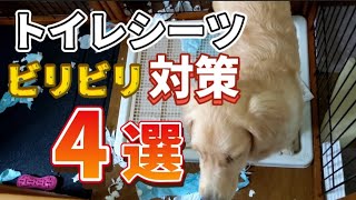 【子犬 しつけ】ペットシーツを噛むのをやめさせる方法4選【ゴールデンレトリバー】