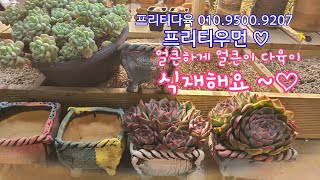 23.11.30.플로리디티~꽈배기 코사지가 다육이를 돋보이게 ~♡