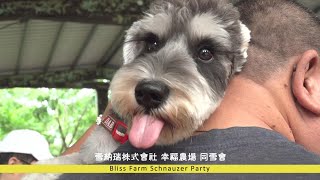 2023年4月22日 雪納瑞株式會社苗栗通霄幸福農場同雪會 April 22, 2023 Bliss Farm Schnauzer Party (4K) Pino 皮諾康幸(雪山獅子) 第一次參加雪聚