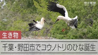 千葉でコウノトリのひな誕生　自然界での繁殖はこの地域で初