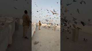 251 Naye Kabootar  #kabutarbazi #kabutar #pigeon #shortfeed #youtubeshorts #short #shorts #birds