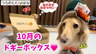 可愛すぎるドギーボックス10月号...  #193【カニンヘンダックス】【犬のおもちゃ箱】