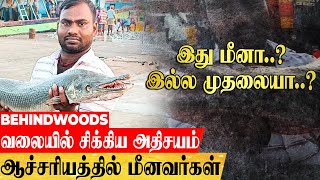 மீனுக்கு விரிச்ச வலை..சிக்கிய அதிசய முதலை மீன்...ஆச்சரியத்தில் மீனவர்கள்  | crocodile fish