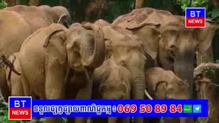 មន្ត្រីជាន់ខ្ពស់ក្រសួងបរិស្ថានថា សត្វដំរីព្រៃនៅកម្ពុជាពេលបច្ចុប្បន្ននេះមានចន្លោះពី ៤០០ទៅ៦០០ក្បាល