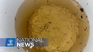 Two Mi’kmaw fishers in court facing charges for harvesting baby eels | APTN News