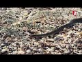 Iguane VS serpents  tension maximale - ZAPPING SAUVAGE