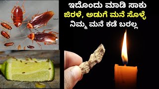 ಹೀಗೆ ಮಾಡಿದ್ರೆ ಈ ಜನ್ಮದಲ್ಲಿ ಜಿರಳೆ, ಚಿಕ್ಕ ಸೊಳ್ಳೆ (ಗುಂಗುರು) ಮನೆ ಕಡೆ ಬರೋದೇ ಇಲ್ಲ Cockroach Fruit Flies Tip