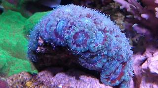 Acanthastrea coral care